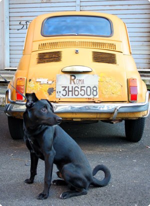 Weekend dog blogging